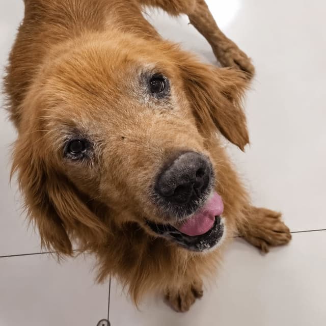 Mickey, a 13-year-old golden retriever, looking up at the camera