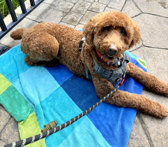 Audrey, a doodle adopted from Run 2 The Rescue