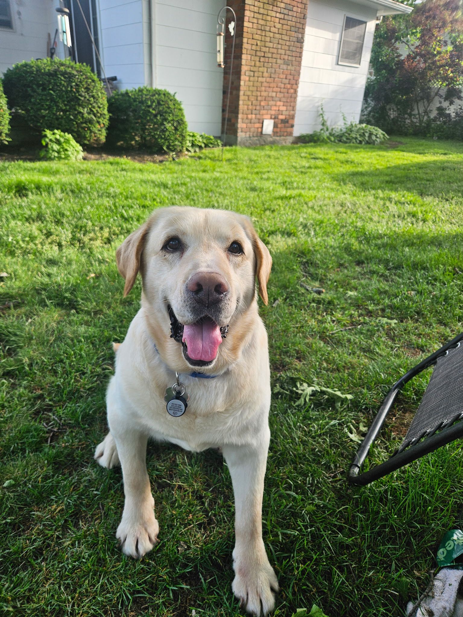 Dash, a yellow Labrador adopted from Run 2 The Rescue