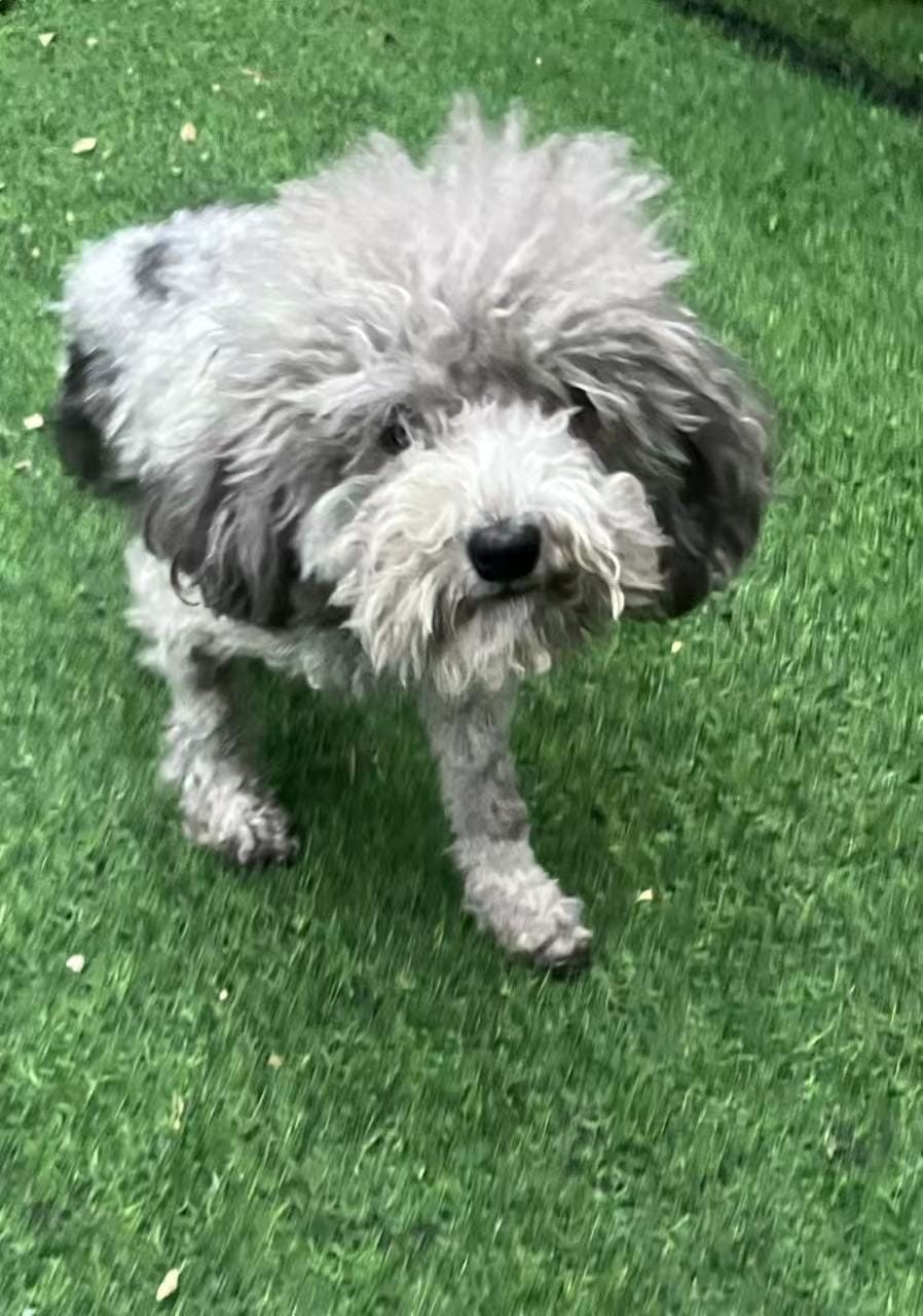 Alfie before rescue