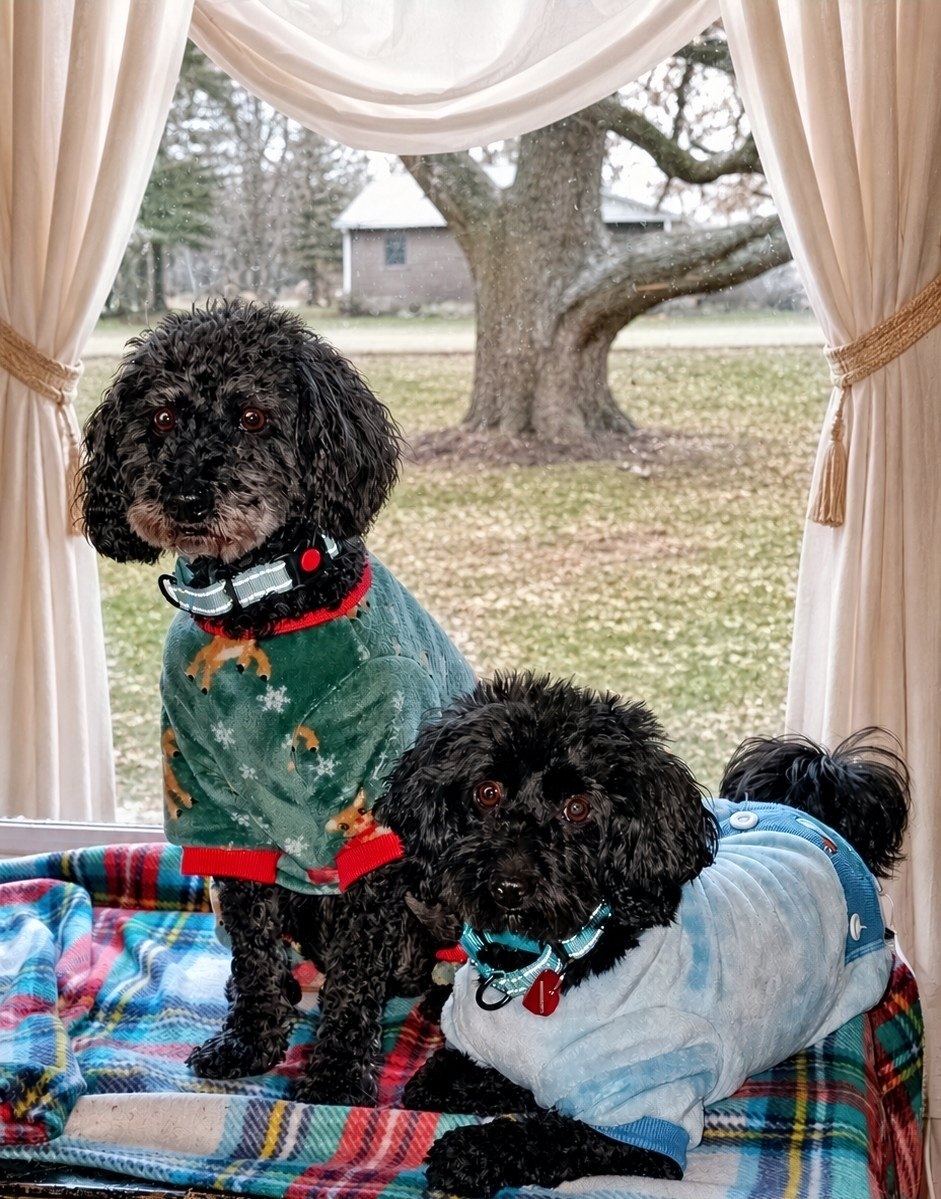 Fig and Coal, poodles adopted from Run 2 The Rescue