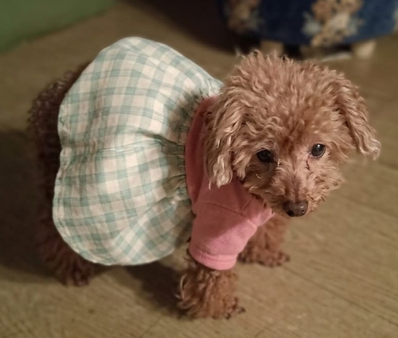 Gertie after rescue