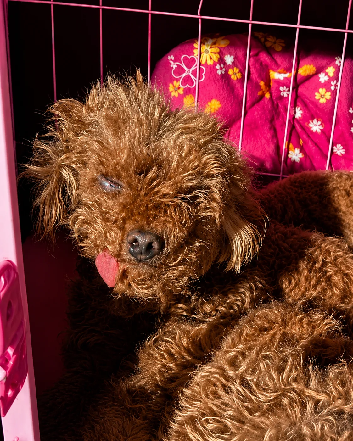 Gertie before rescue