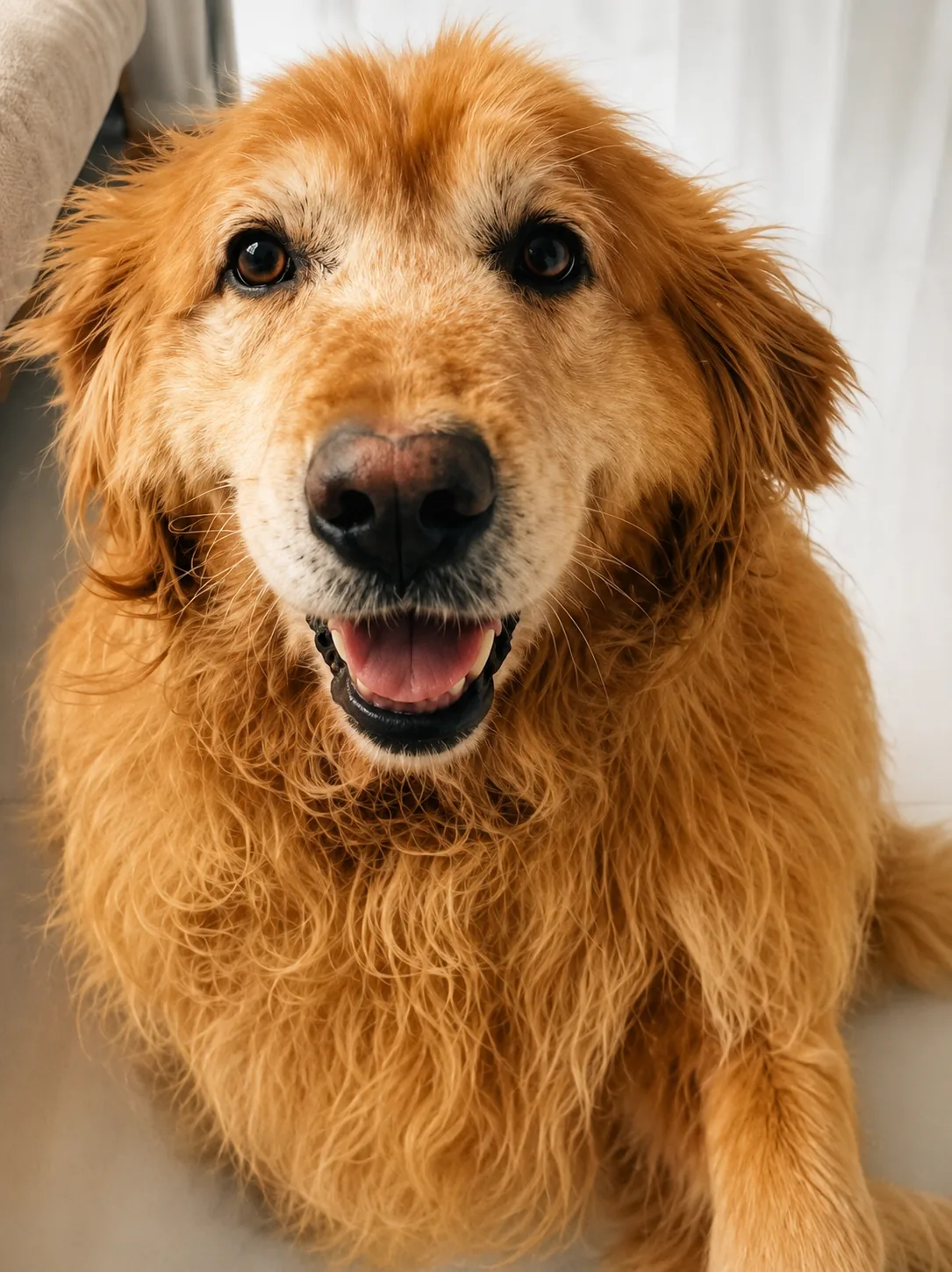 Honey after rescue