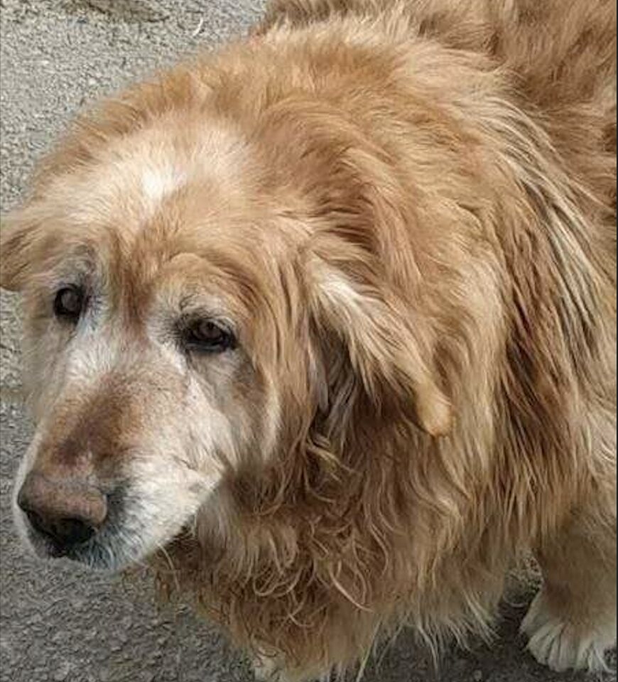 Honey before rescue