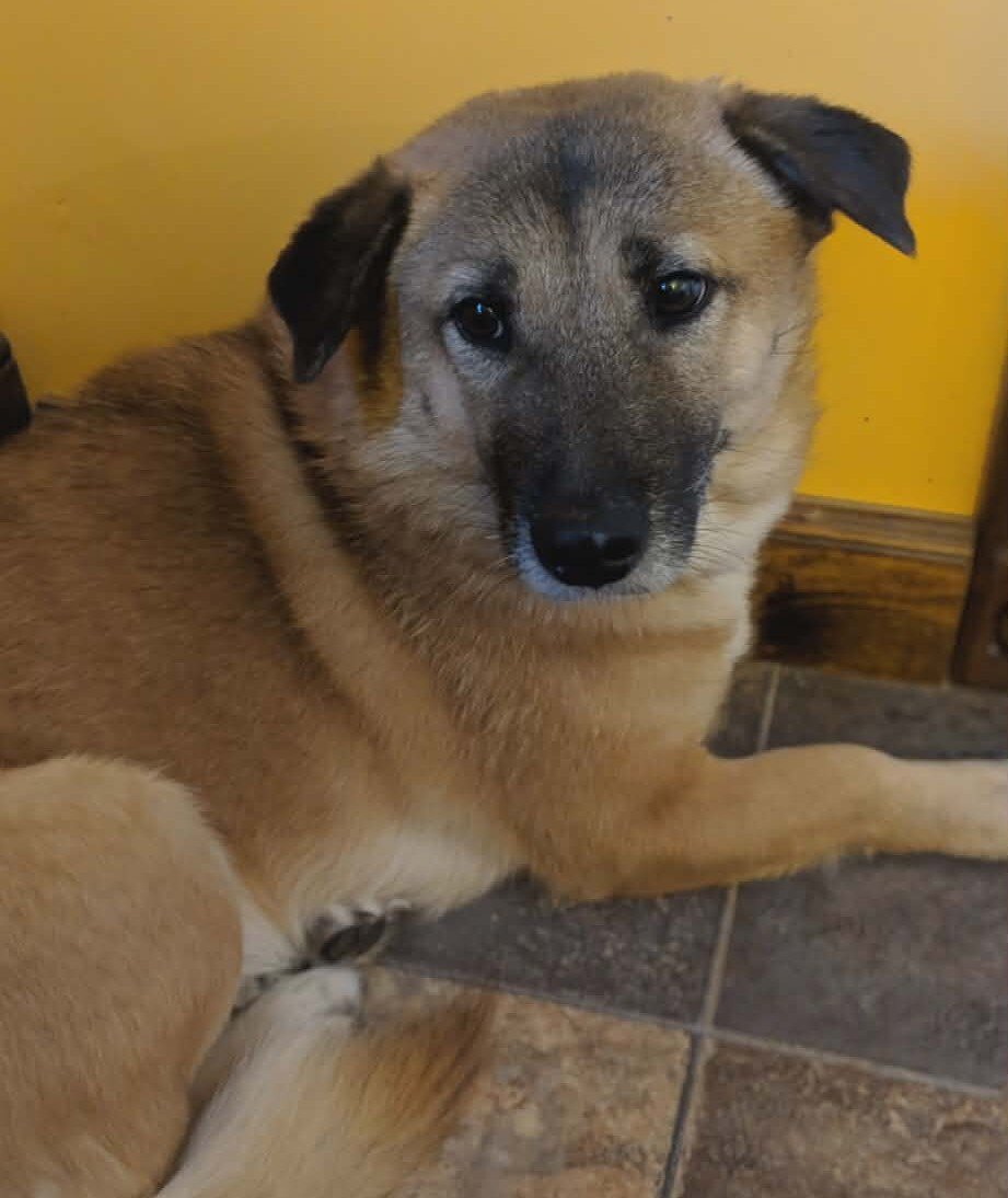 Sunny, the rescue that inspired Run 2 The Rescue